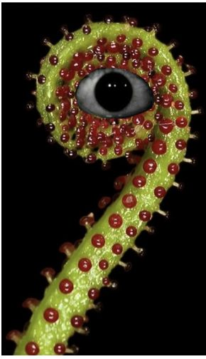A carnivorous sundew-like plant with a staring eye.